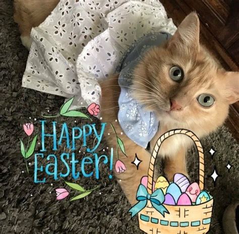 happy easter sunday with kitties